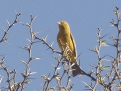Sicalis olivascens