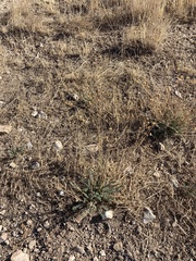Linum lewisii