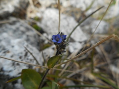Veronica alpina