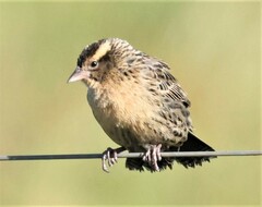 Leistes superciliaris