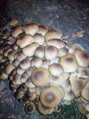 Armillaria mellea