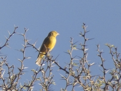 Sicalis olivascens