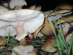 Armillaria mellea