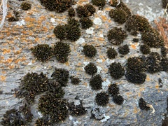 Lichinaceae