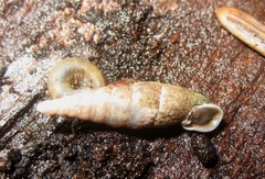 Clausiliidae