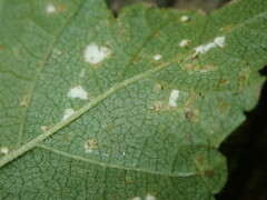 Phloeospora ulmi