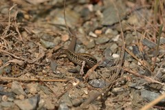 Oligosoma kokowai