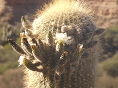 Trichocereus atacamensis