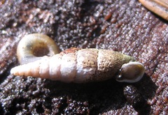 Clausiliidae