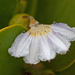 Coastal Inkberry - Photo (c) FOSTER, some rights reserved (CC BY-NC), uploaded by FOSTER