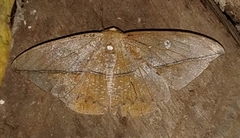 Oxydia translinquens