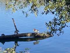 Mergus merganser