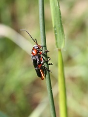 Cantharis rustica