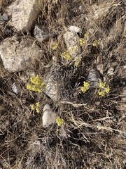 Eriogonum brevicaule cottamii