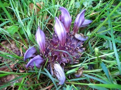 Lathraea clandestina