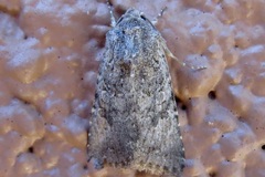 Protorthodes alfkenii