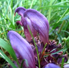 Lathraea clandestina