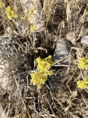 Eriogonum brevicaule cottamii
