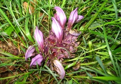 Lathraea clandestina