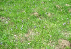 Ajuga reptans