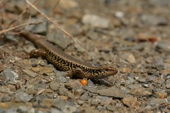 Oligosoma kokowai