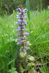 Ajuga reptans
