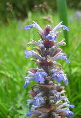Ajuga reptans