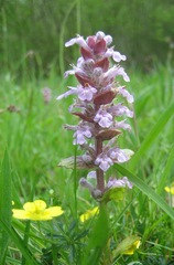 Ajuga reptans