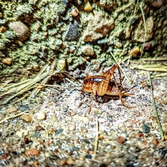 Ceuthophilus maculatus