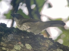 Saltator striatipectus