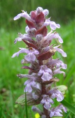 Ajuga reptans