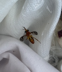 Tabanidae