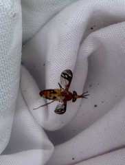 Tabanidae
