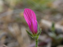 Onobrychis aequidentata