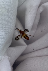 Tabanidae