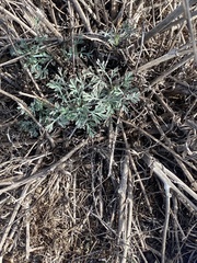 Eschscholzia californica