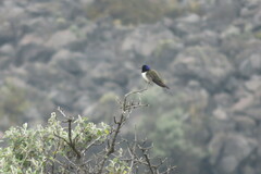 Oreotrochilus chimborazo