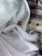 Tabanidae