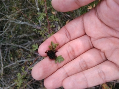 Dasineura crataegi