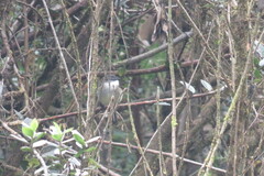 Mecocerculus leucophrys