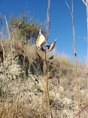Asclepias viridiflora