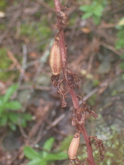Corallorhiza
