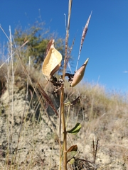 Asclepias viridiflora