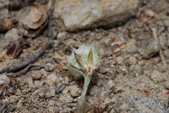 Onobrychis aequidentata