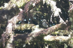 Silvicultrix frontalis