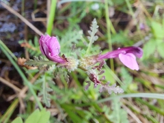 Pedicularis palustris