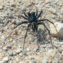Zodariidae