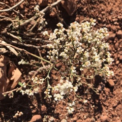 Eriogonum heermannii