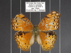 Lachnoptera anticlia