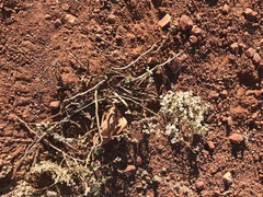 Eriogonum heermannii